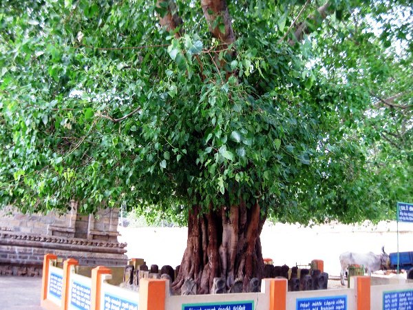 Thiruvaduthurai Tree